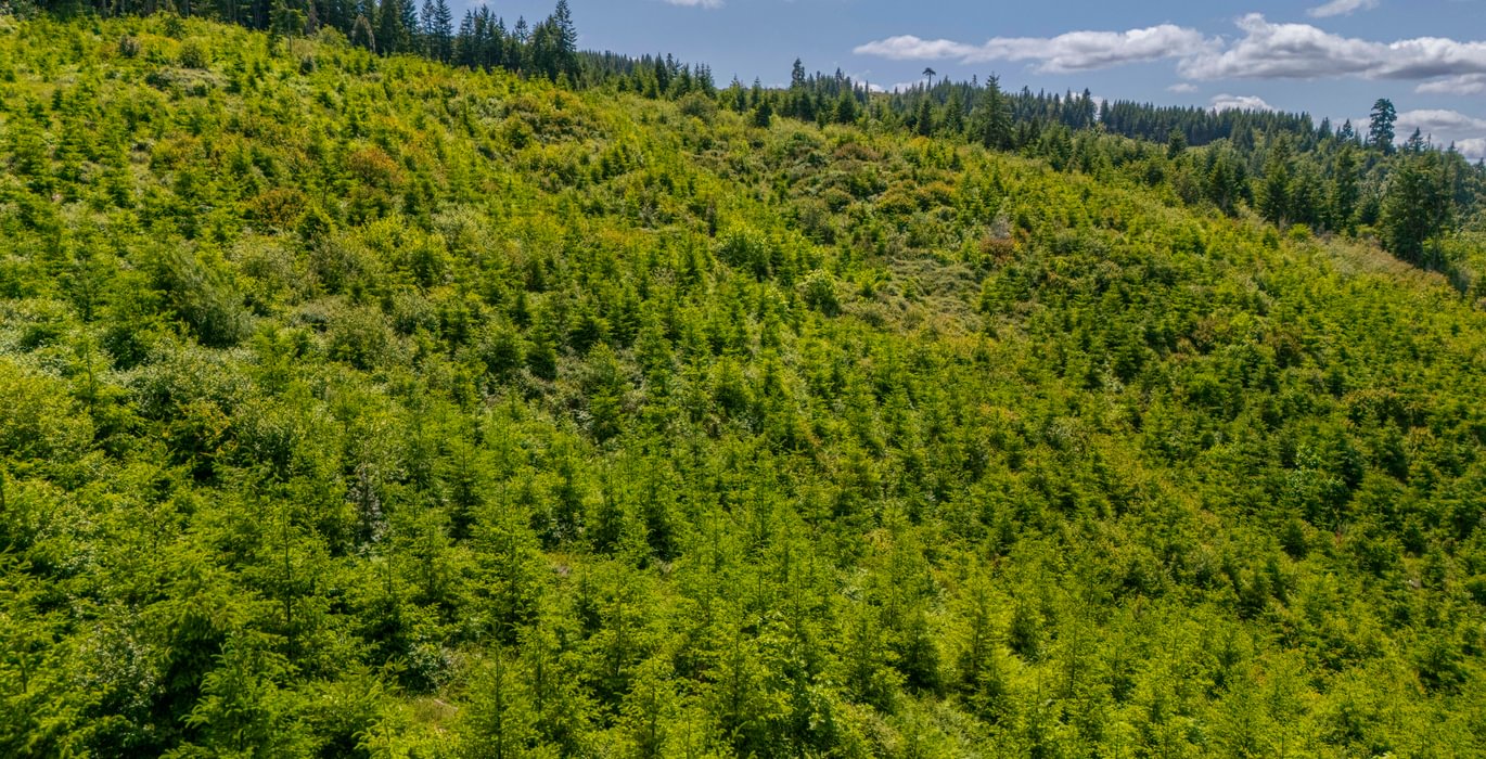 413 Medium Trees 4