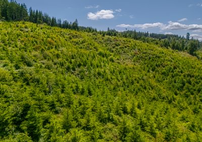 413 Medium Trees 4