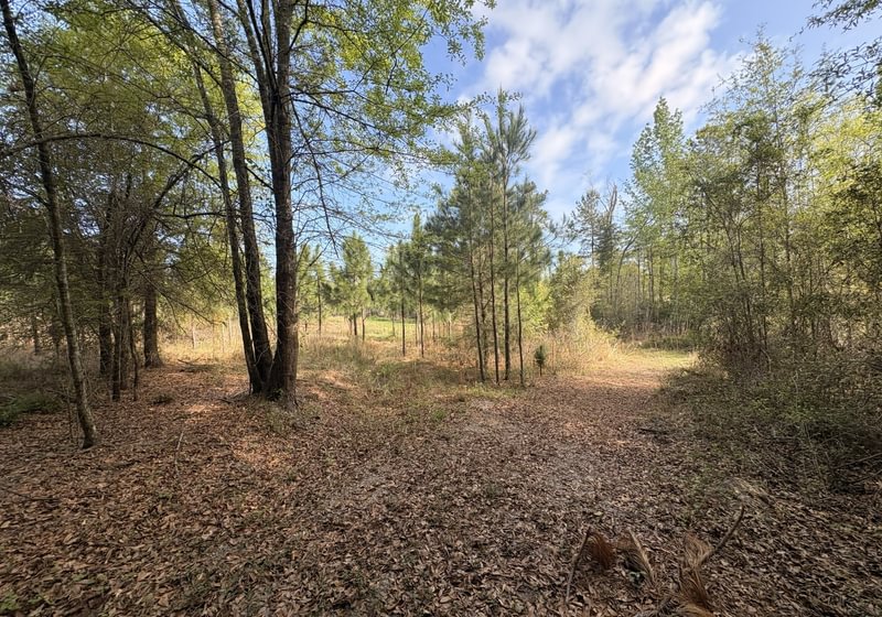 Photo 7 of Old Poor Robin Tract 1, 24.6 acres, Screven County, Georgia