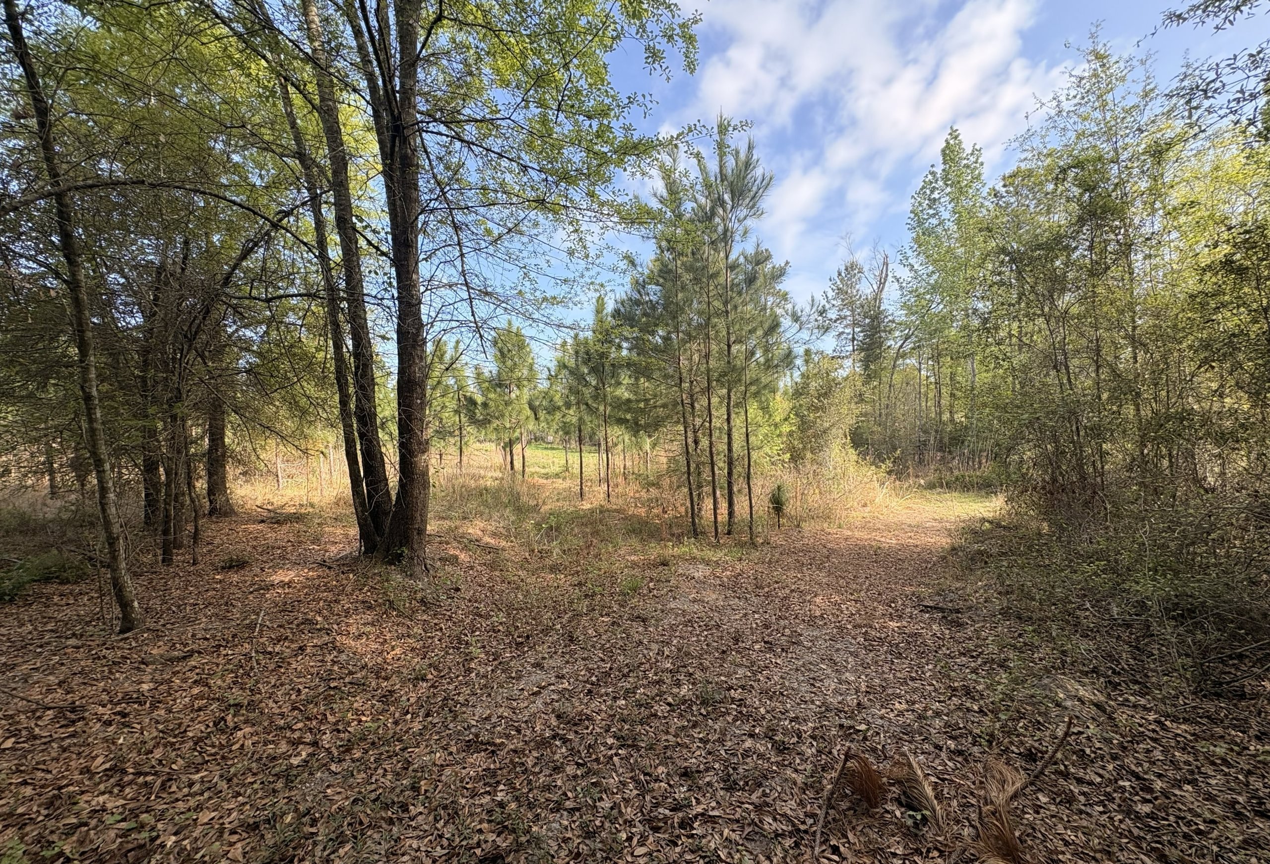 Photo 7 of Old Poor Robin Tract 1, 24.6 acres, Screven County, Georgia