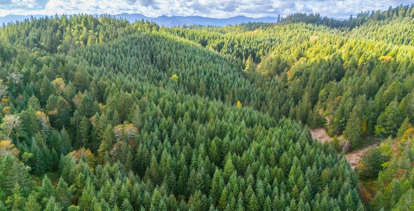 420 trees 6