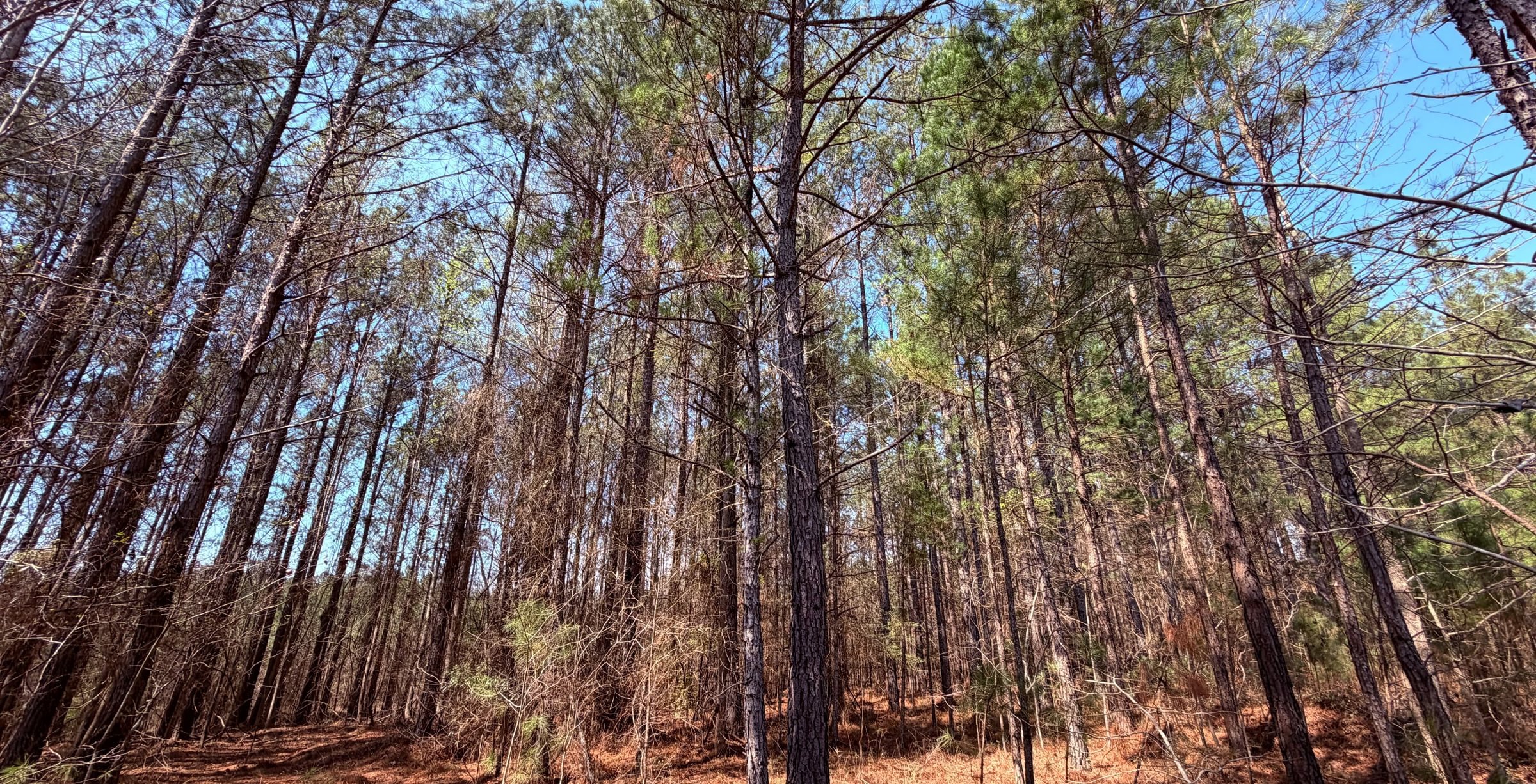 Photo 12 of Fort Creek Timberlands, 221 acres, Hancock County, Georgia