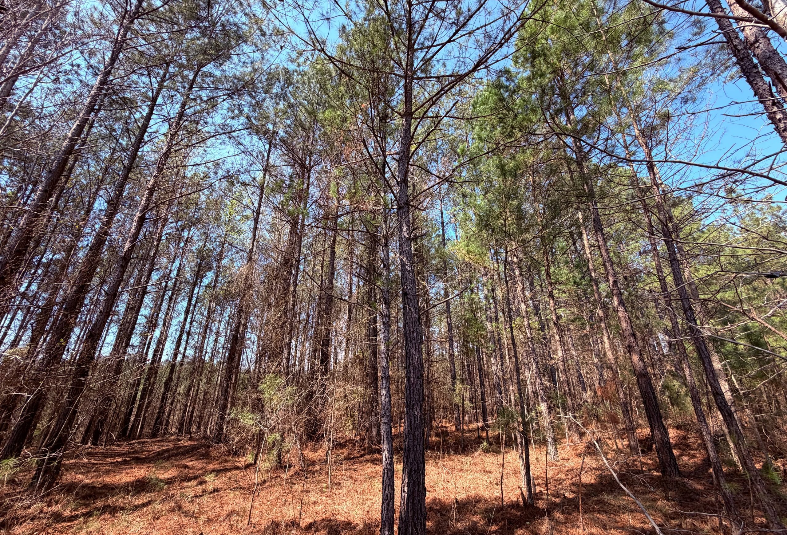 Photo 12 of Fort Creek Timberlands, 221 acres, Hancock County, Georgia