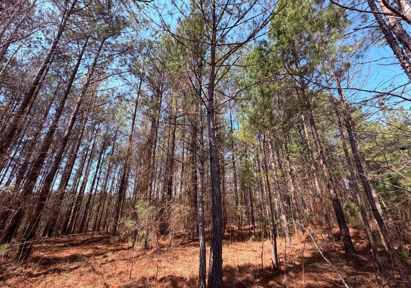 Photo 12 of Fort Creek Timberlands, 221 acres, Hancock County, Georgia