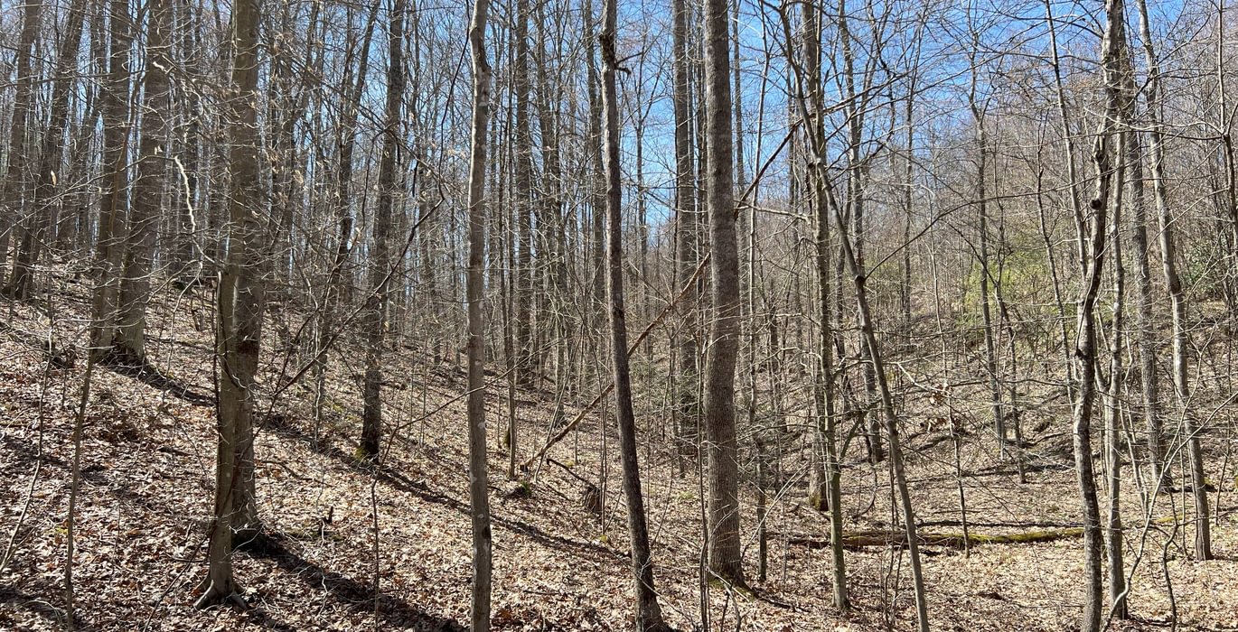 424 Timber Stand 4