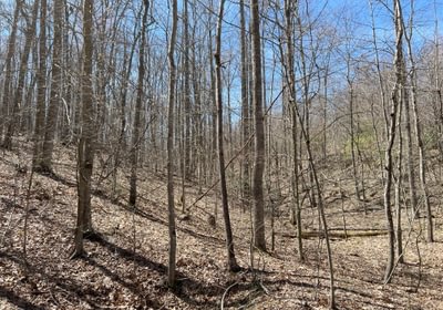 424 Timber Stand 4