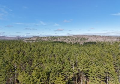 430 woodstrail pine