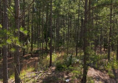 431 Cabin Creek Photo 34