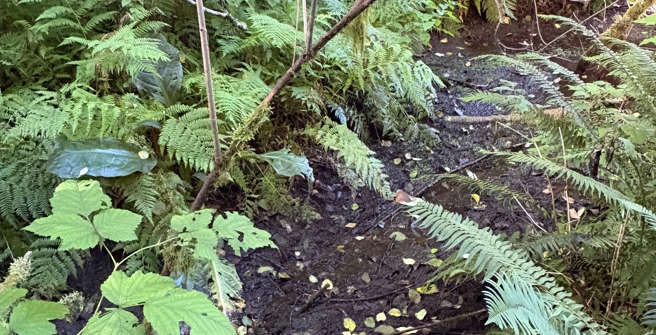 Photo 10 of Sitka Woodland, 35.37 acres, Lincoln County, Oregon
