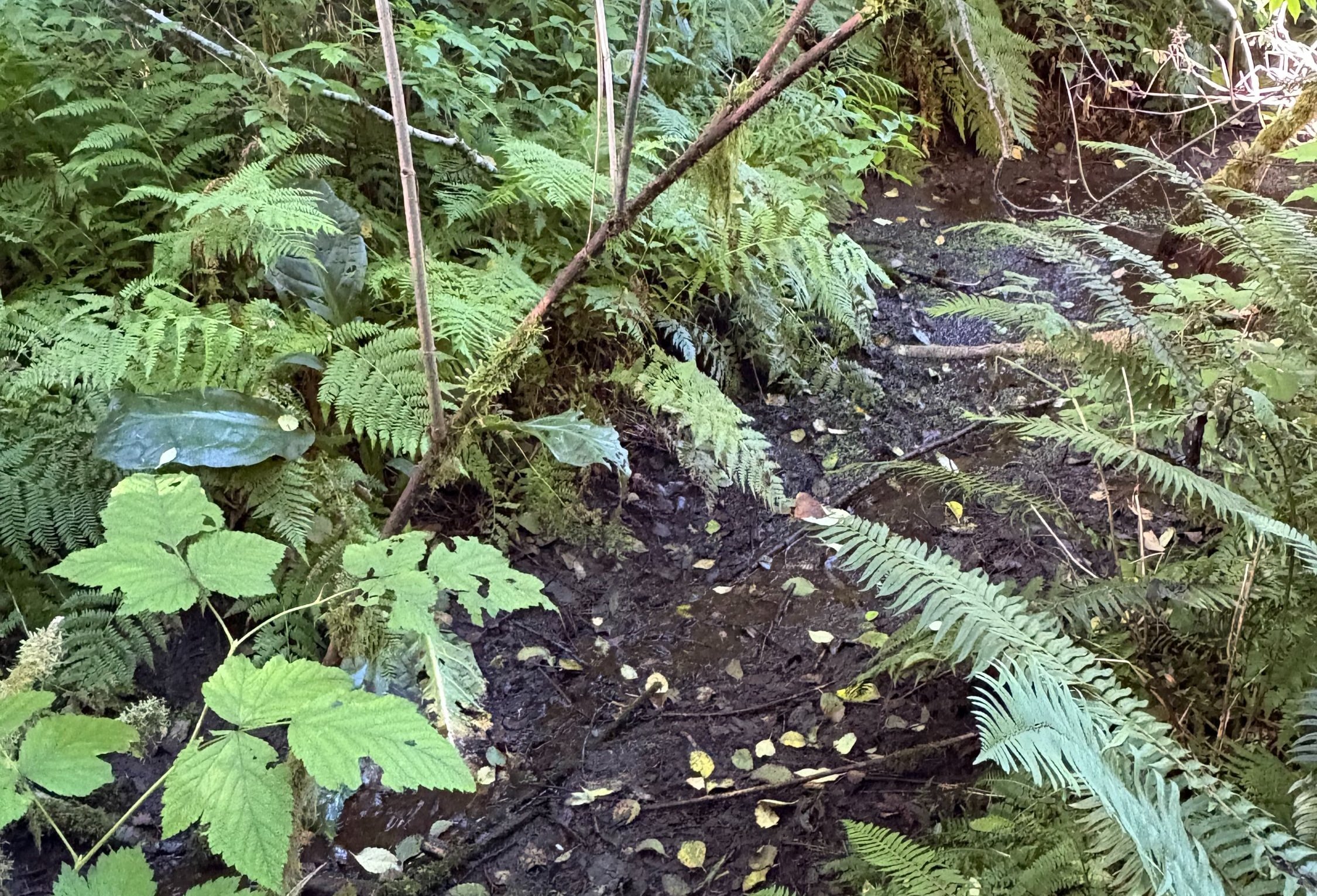 Photo 10 of Sitka Woodland, 35.37 acres, Lincoln County, Oregon