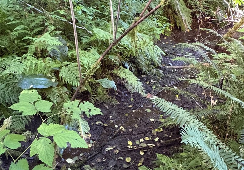 Photo 10 of Sitka Woodland, 35.37 acres, Lincoln County, Oregon