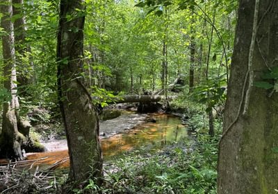 437 2 IMG 4529
