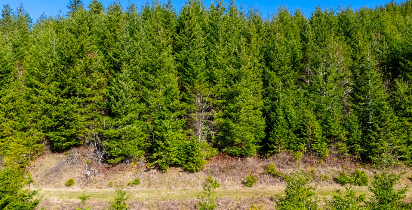 437 trees 6