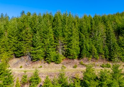 437 trees 6