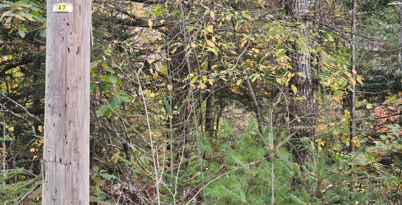 438 35 Martin St Rd pole near boundary