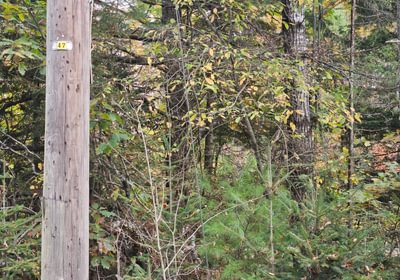 438 35 Martin St Rd pole near boundary