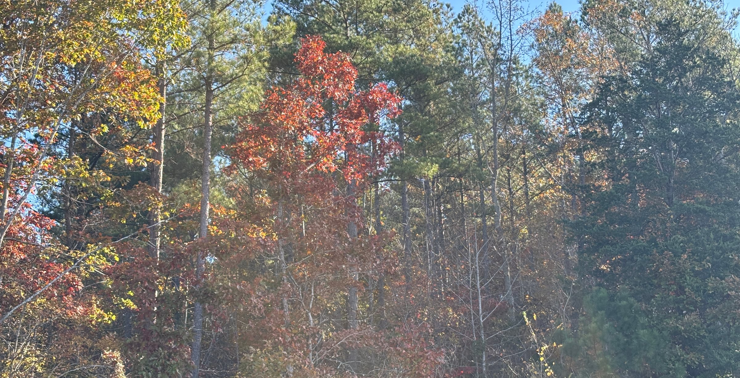 439 IMG 5799