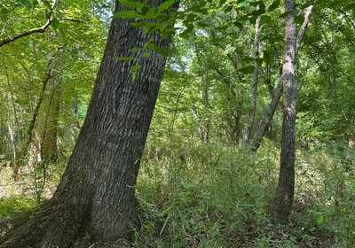 444 IMG 1237