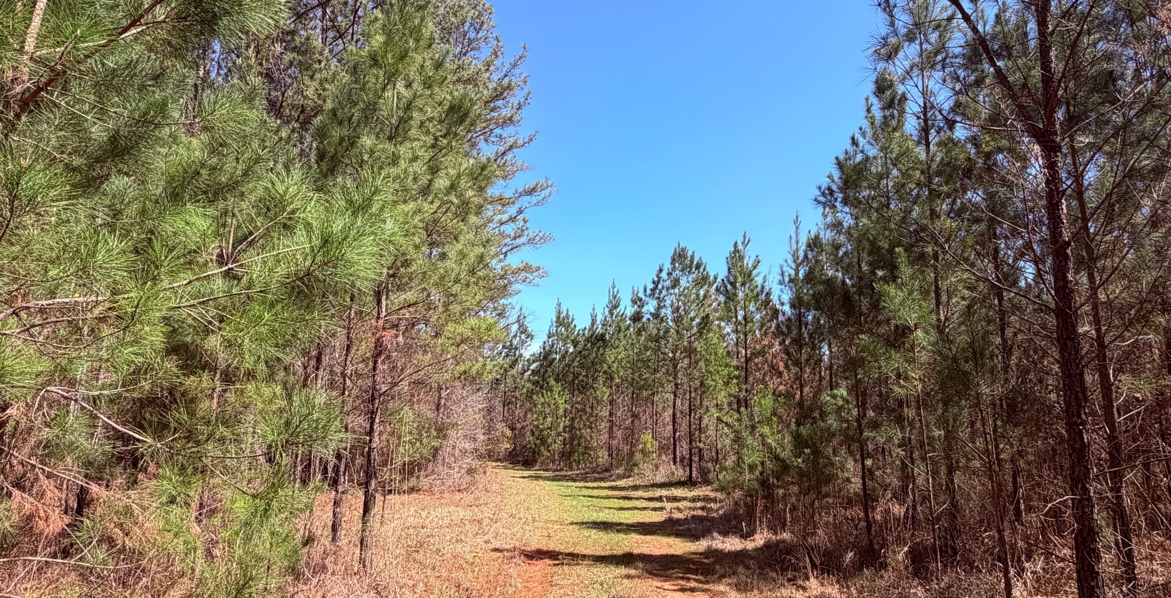 Photo 1 of Fort Creek Timberlands, 221 acres, Hancock County, Georgia