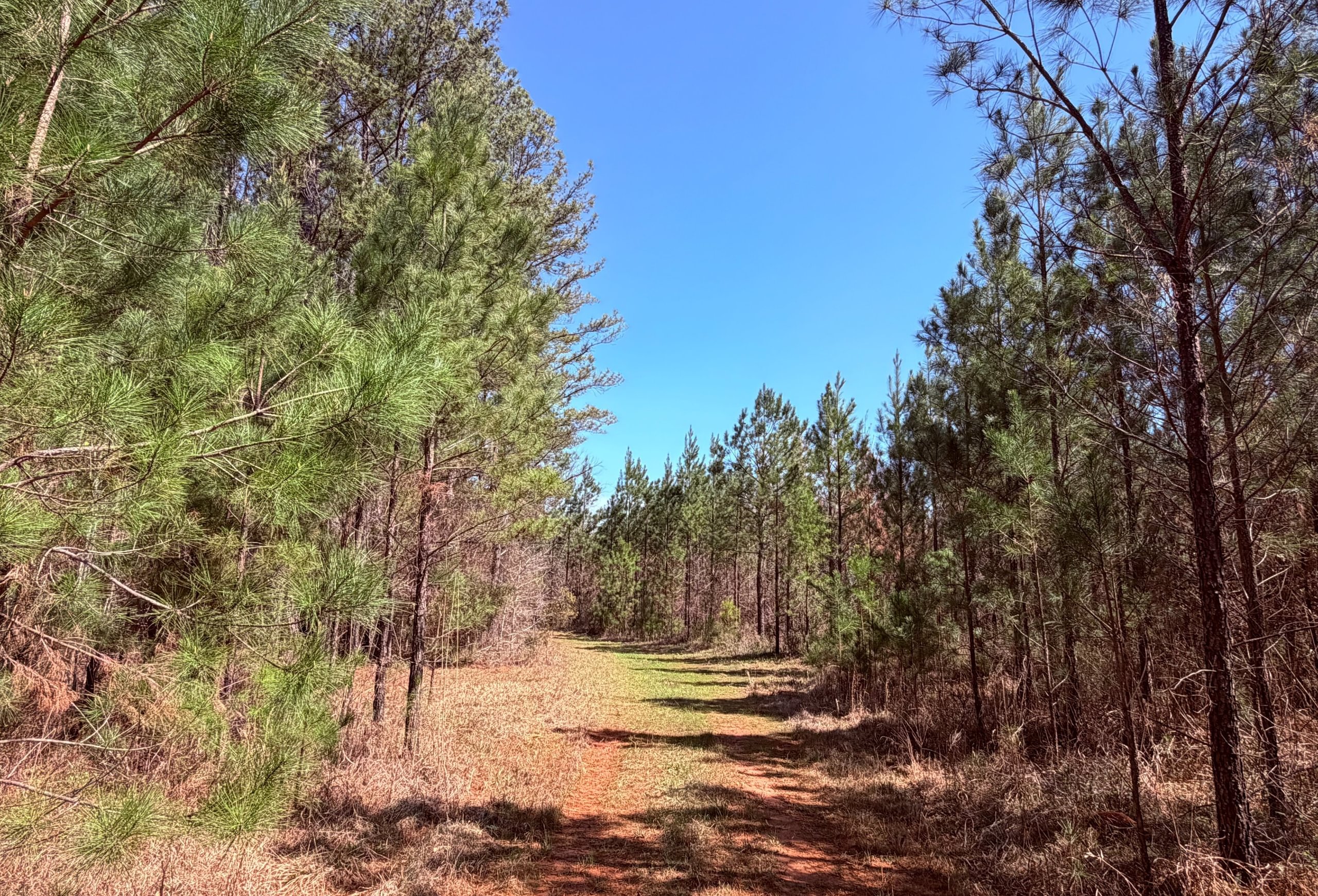 Photo 1 of Fort Creek Timberlands, 221 acres, Hancock County, Georgia