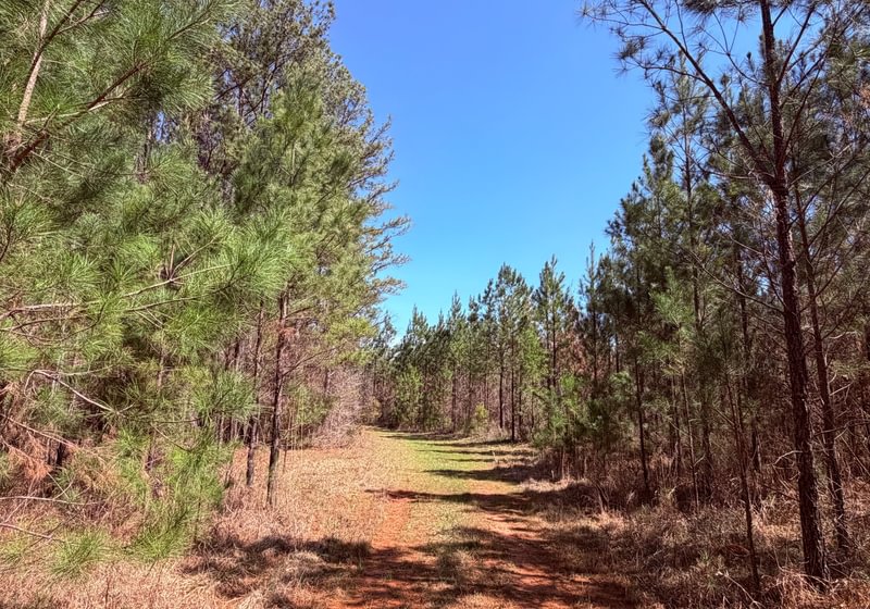 Photo 1 of Fort Creek Timberlands, 221 acres, Hancock County, Georgia