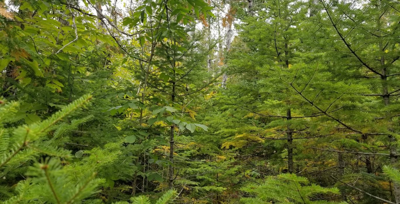 449 Land view 13