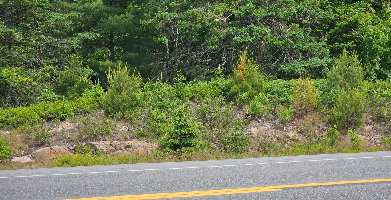 449 Property corner along Route 1 near cell tower