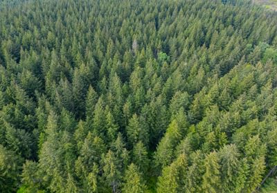 451 Trees High 4