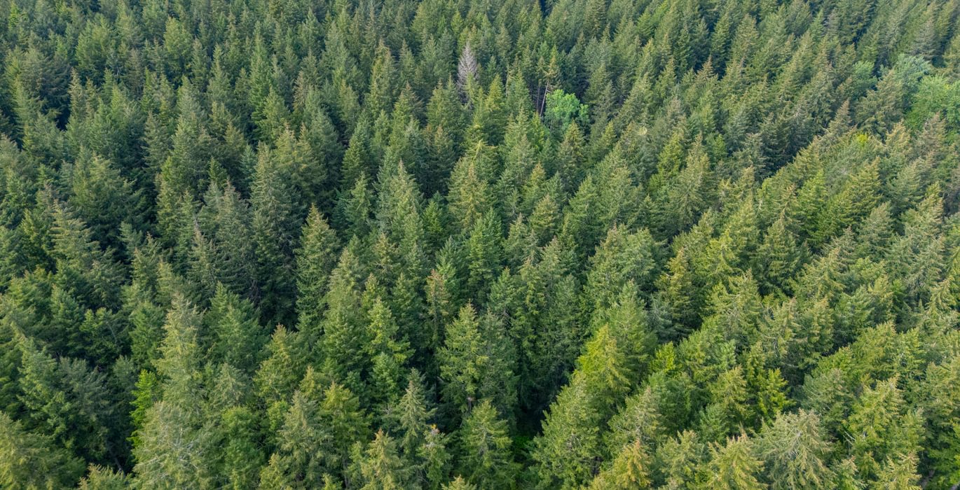 451 Trees High 4