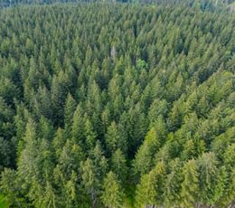 451 Trees High 4