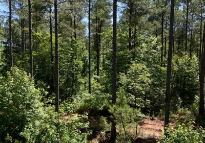 455 Horton Tract Photo 32