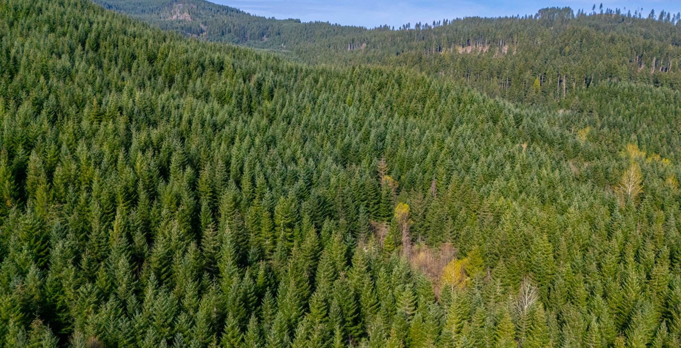 458 hightrees 7