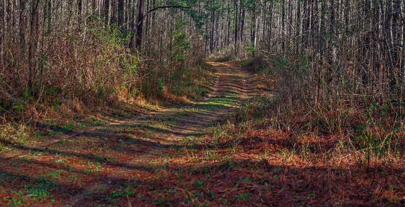 45 AFM Pines at Devereux 9