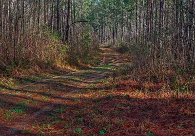 45 AFM Pines at Devereux 9