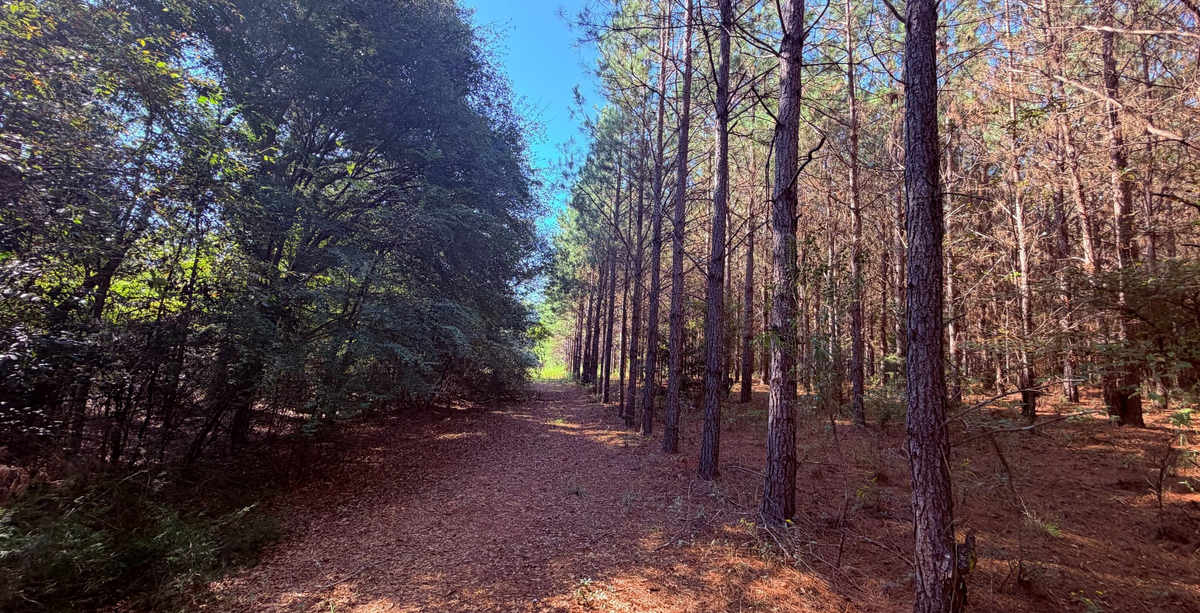 460 IMG 2927