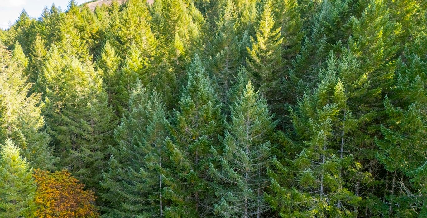 461 trees 1