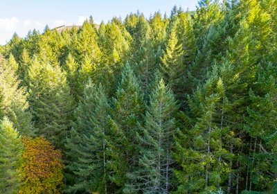 461 trees 1