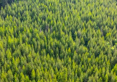 464 High Trees 4