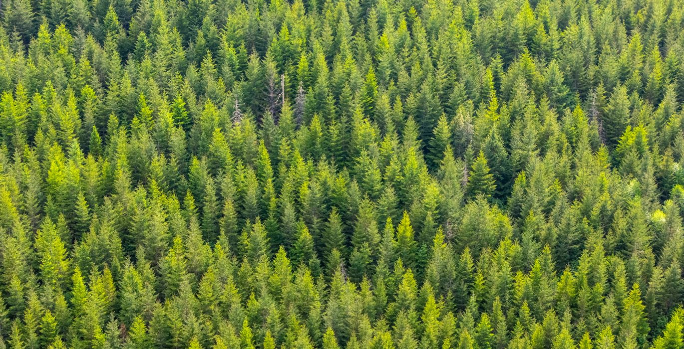 464 High Trees 4