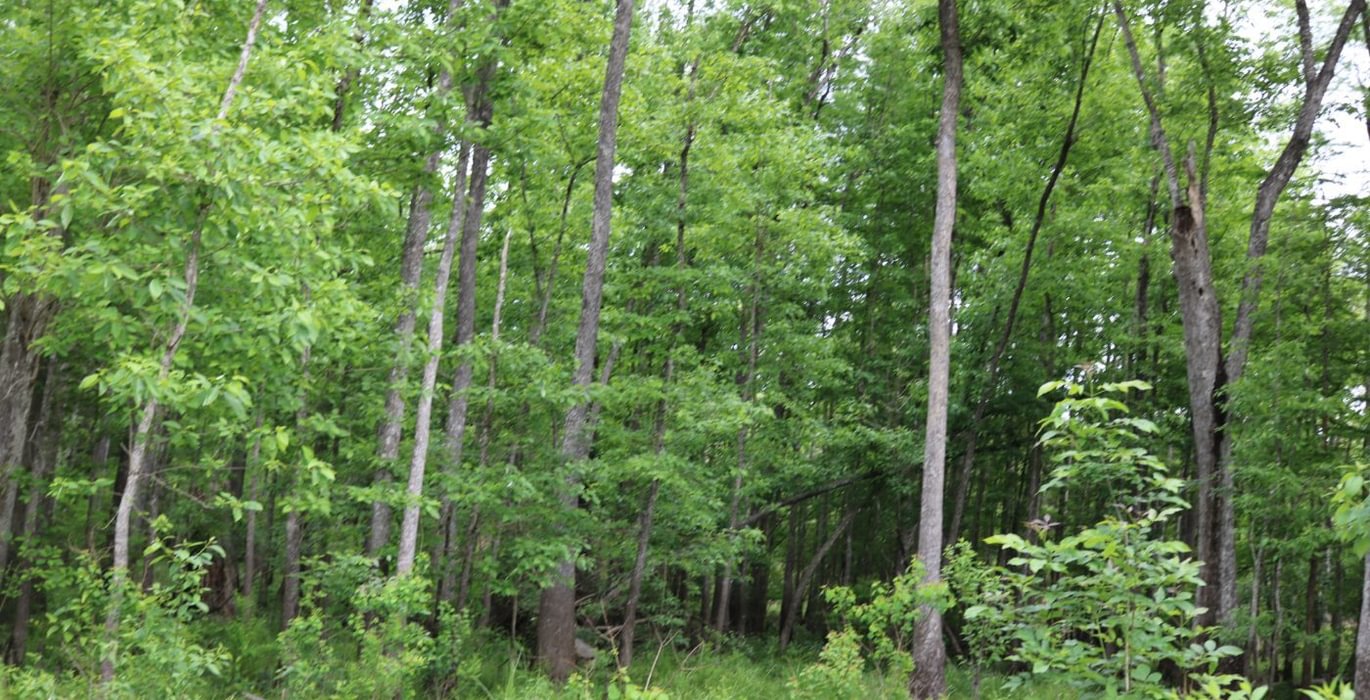 465 IMG 3786