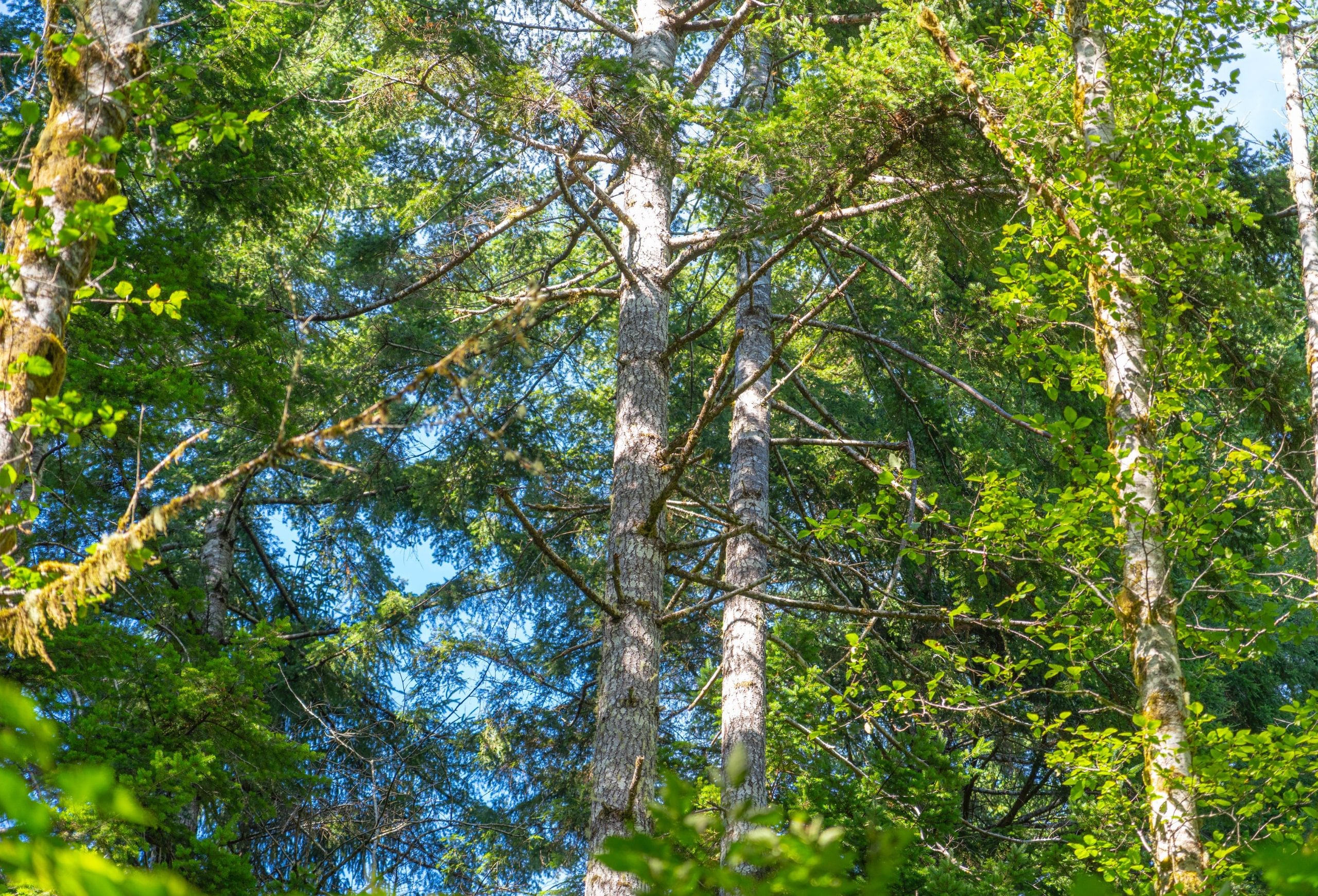 Photo 21 of Sitka Woodland, 35.37 acres, Lincoln County, Oregon