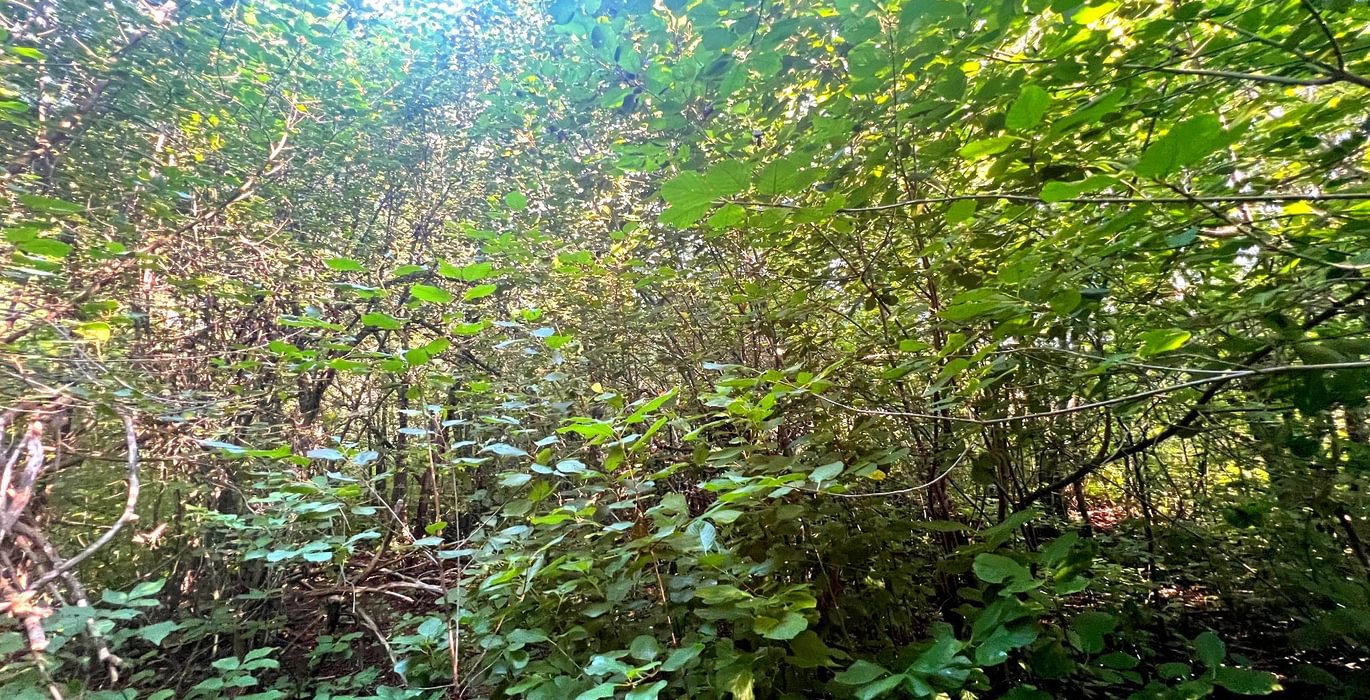 467 IMG 2855