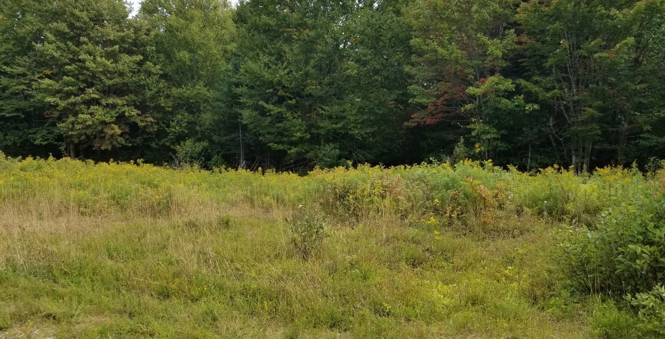 472 Opening at end of Beaver Lane