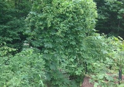 472 hops3