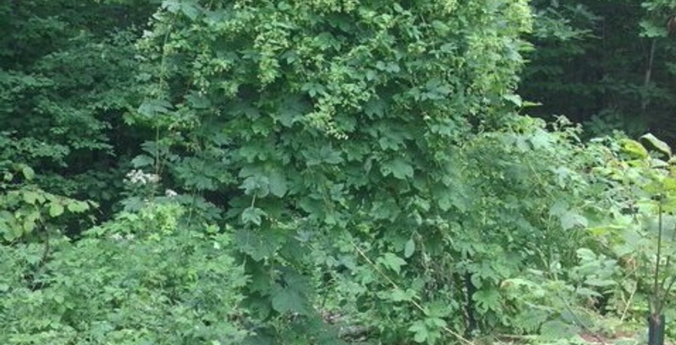 472 hops3