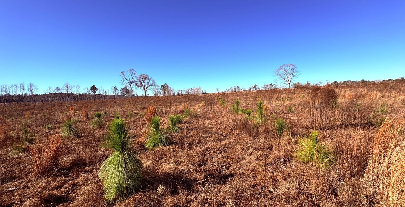 473 130 gibson juvenile longleaf 2