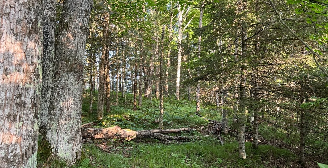 474 kuivila 15