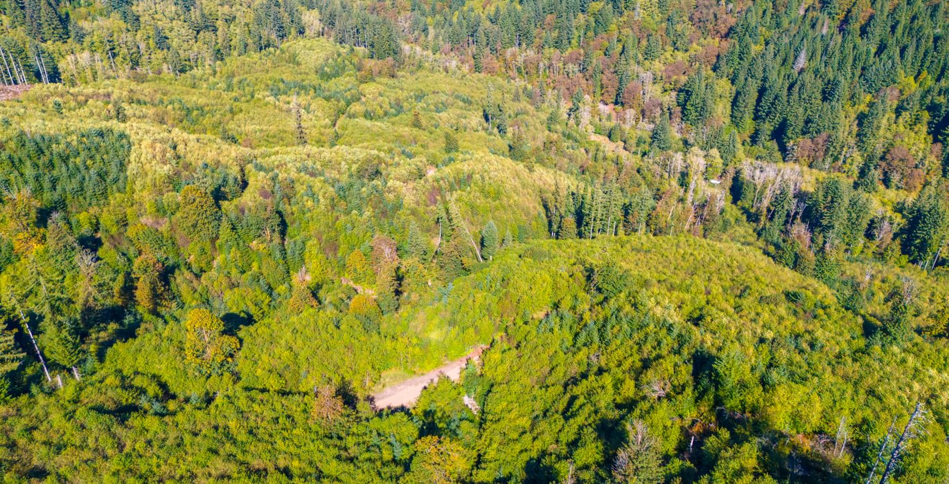 478 trees mid