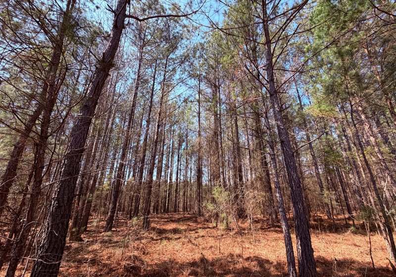 Photo 10 of Fort Creek Timberlands, 221 acres, Hancock County, Georgia
