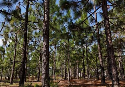 479 Longleaf Mecca Photo 26